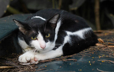 Close-up portrait of a cat