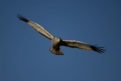 Low angle view of eagle flying against clear blue sky