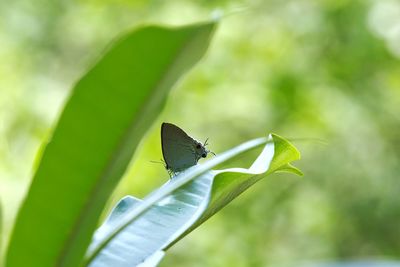 Butterfly on leaf