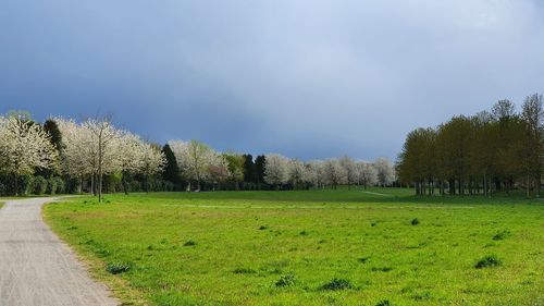 Trees on field against sky