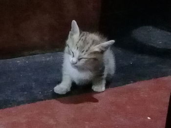 Close-up of cat sitting against blurred background