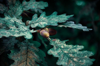 Close-up of snail on plant