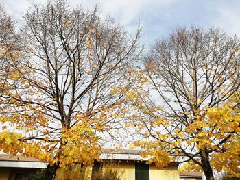 Low angle view of tree by building against sky