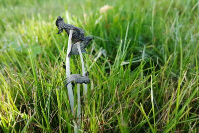 Close-up of grass on field