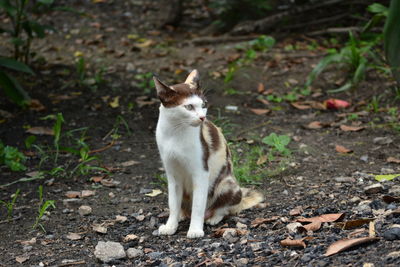 Portrait of cat sitting on field