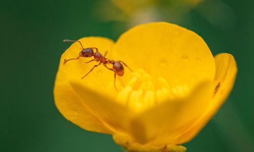 Close-up of ant on yellow flower
