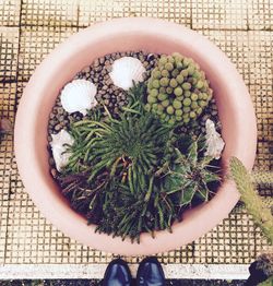 Overhead view of  of flower pot