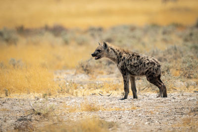 Spotted hyena stands in profile facing left
