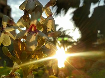 Close-up of sun shining through leaves