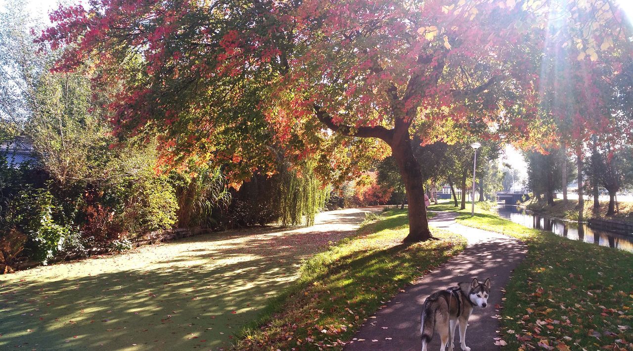 VIEW OF AUTUMN TREES IN PARK