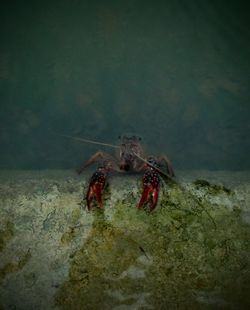 Close-up of red crab