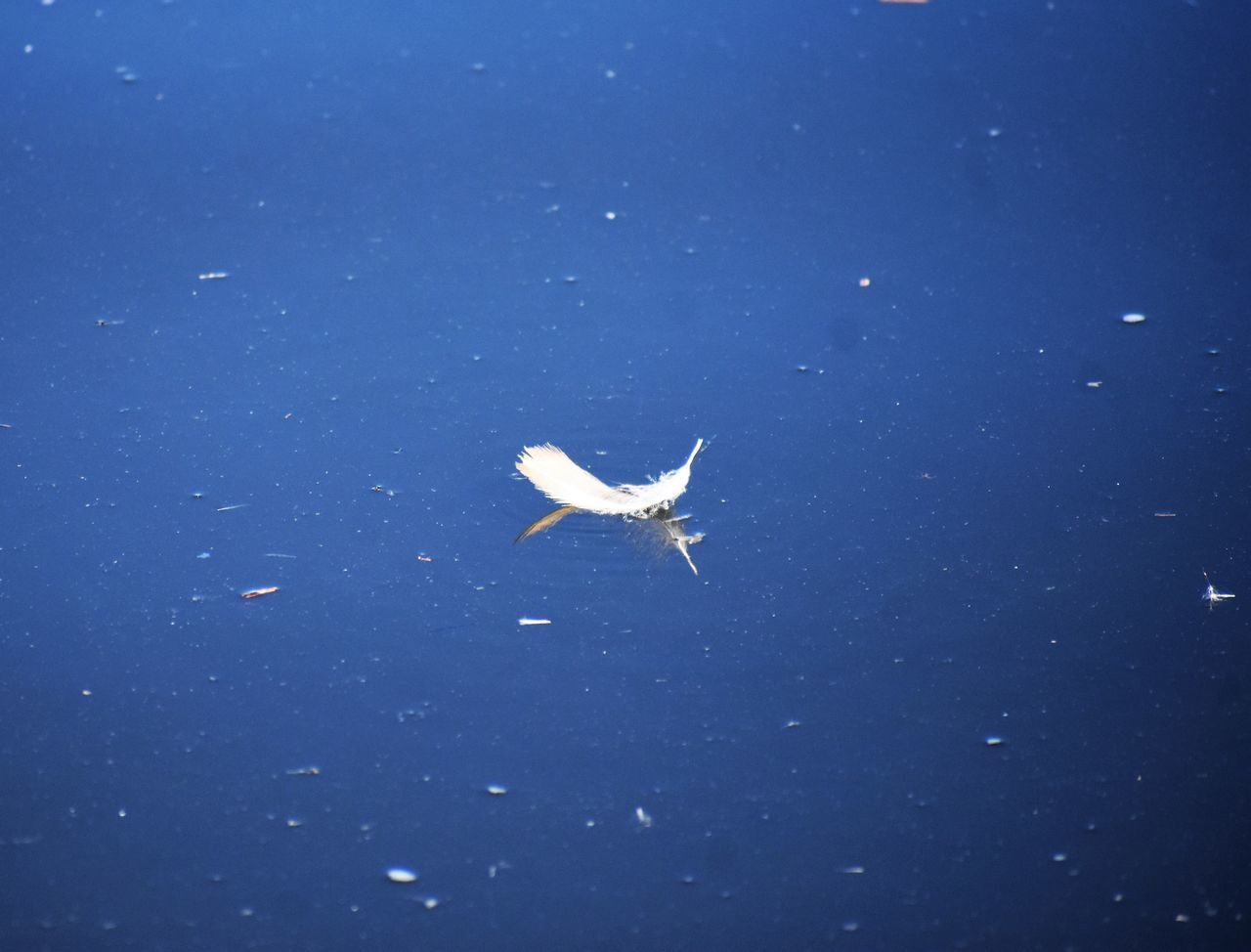 HIGH ANGLE VIEW OF A SWIMMING IN SEA