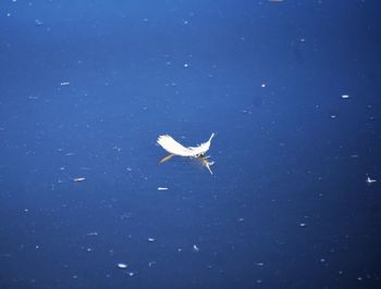 High angle view of jellyfish swimming in sea