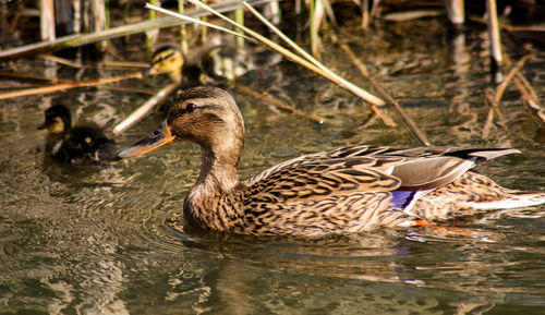 Mallard ducks swimming in lake