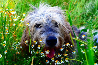 Portrait of dog