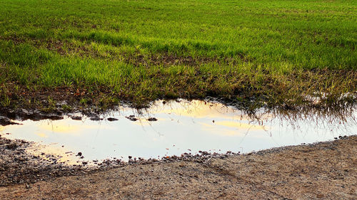 Scenic view of field by lake