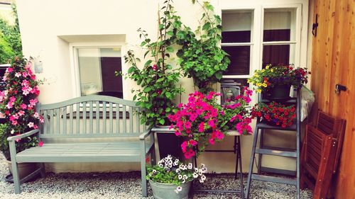 Potted plants outside house