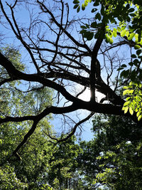 Low angle view of tree against sky