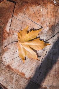 Close-up of dry leaves on wooden surface