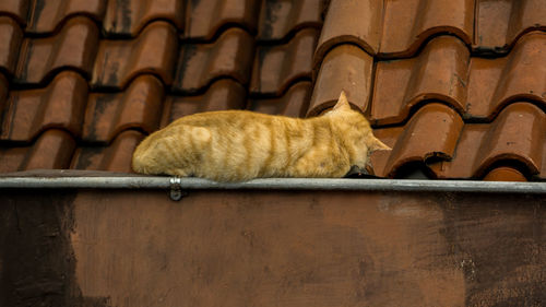 Low angle view of a cat sitting on roof
