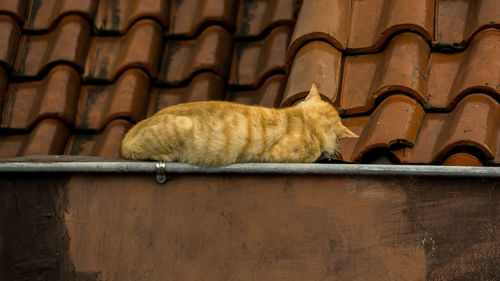 Lazy yellow cat