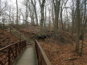 Walkway amidst trees