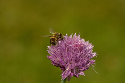 Close-up of bee pollinating on purple flower