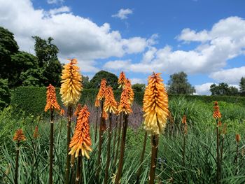 Close-up of flowering plants on field against sky