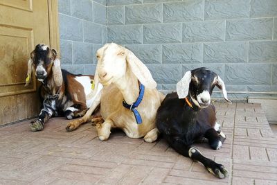 Dogs sitting outdoors