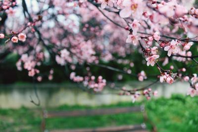 Close-up of pink cherry blossoms in spring