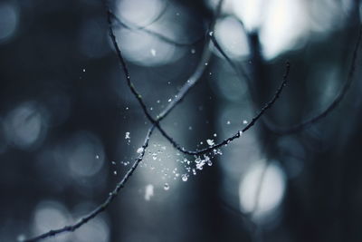 Close-up of frost falling from twig