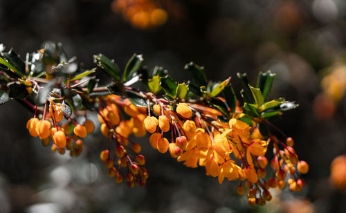 Close-up of orange berries on plant