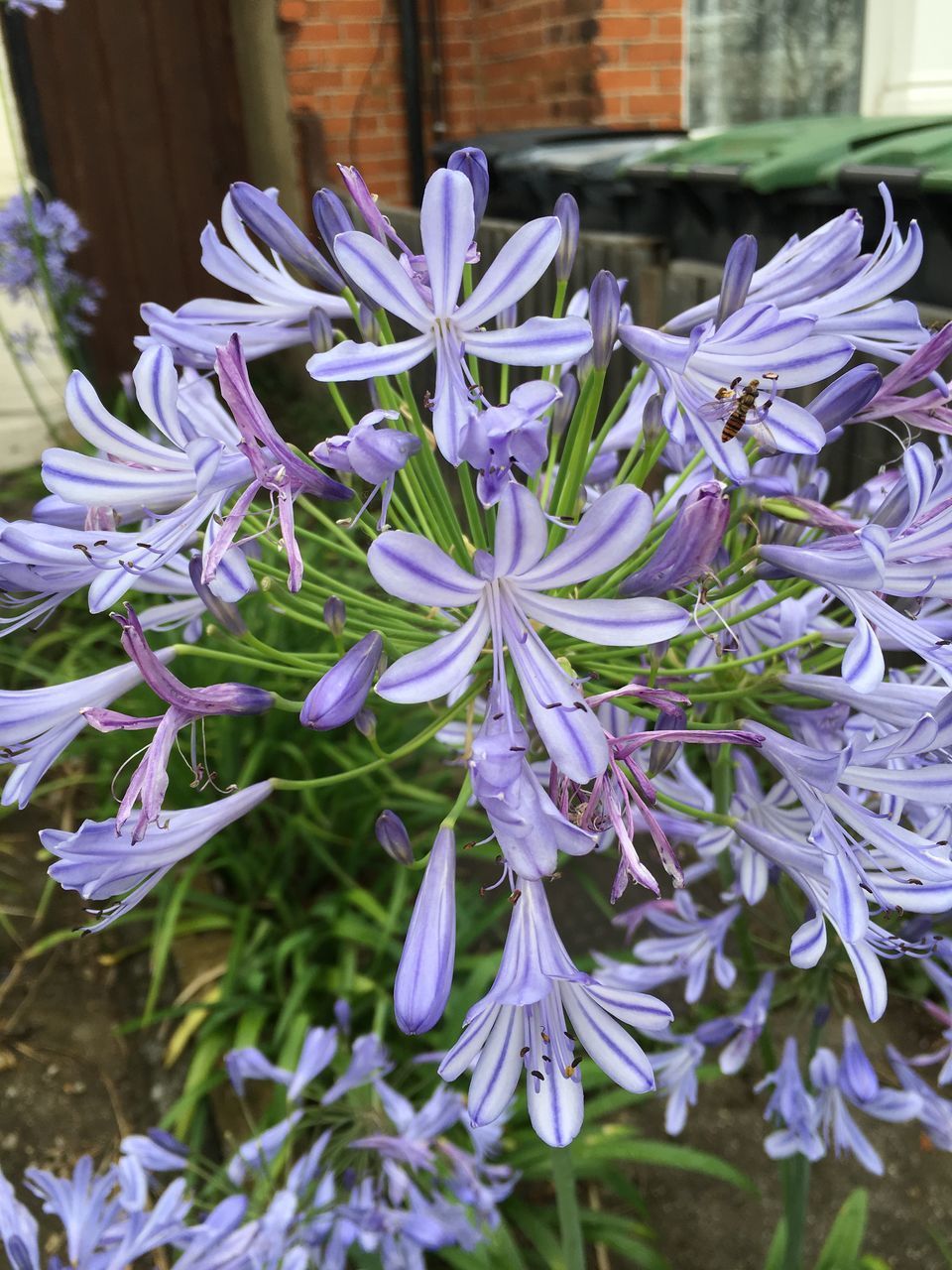 CLOSE-UP OF PURPLE FLOWERS