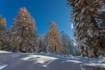 Larch and fir forest after a snowfall with mount pelmo background, dolomites, italy