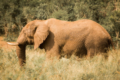 Side view of elephant in a grass