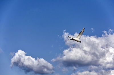 Low angle view of airplane flying in sky