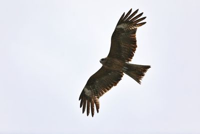 Low angle view of eagle flying in sky