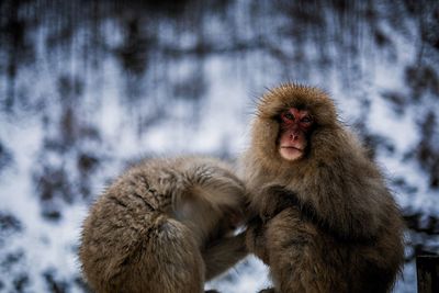 Close-up of monkey on snow