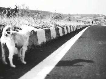 Dog on road against sky