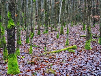 Plants growing in forest