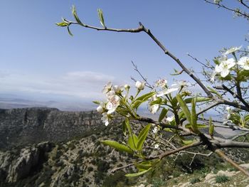 White flowers blooming in park