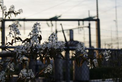 Close-up of flowering plant against fence