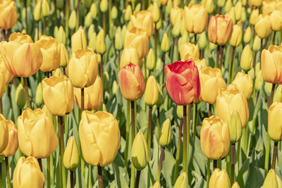 Close up tulips in green nature