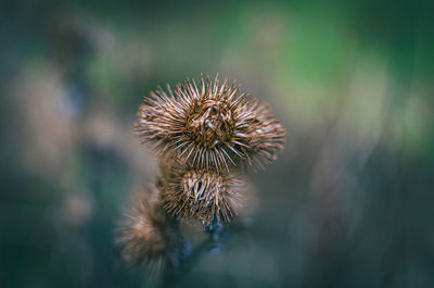 Sticky bud