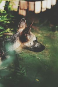 Close-up of dog in grass