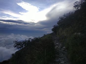 Low angle view of trees on mountain against sky