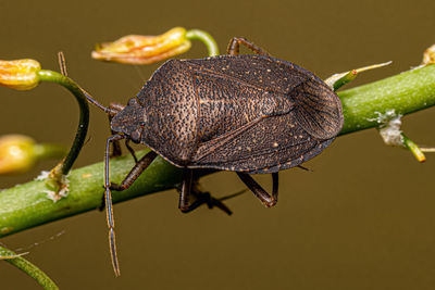 Close-up of insect on plant