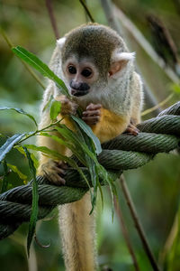 Close-up of monkey on tree