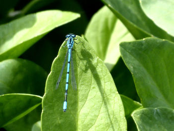 Close-up of insect on leaf