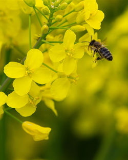 Close-up of bee pollinating on yellow flower